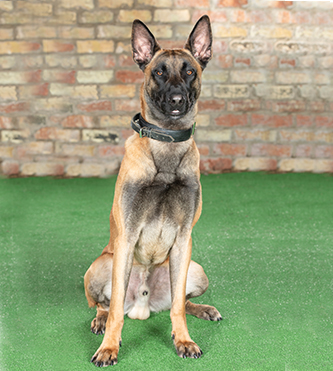 BENNY Belgium Malinois