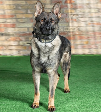 Personal Protection Dogs for Sale