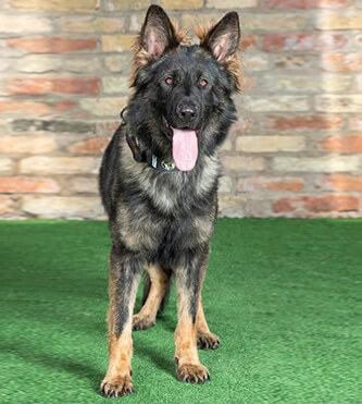 guard dogs for sale