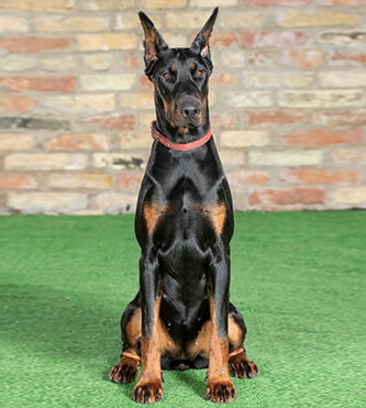 Family Protection Dogs for Sale