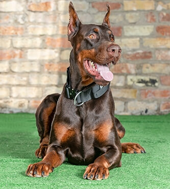 protection dogs