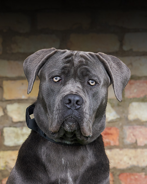 Boston, Protection Dogs Worldwide