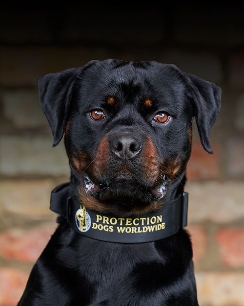 Dogs_Portrait_Hammer