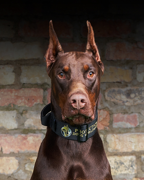 Nova Protection Dogs Worldwide