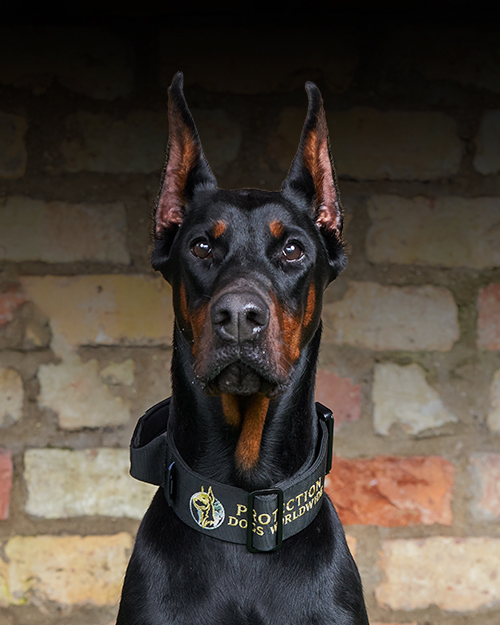 Nala Protection Dogs Worldwide