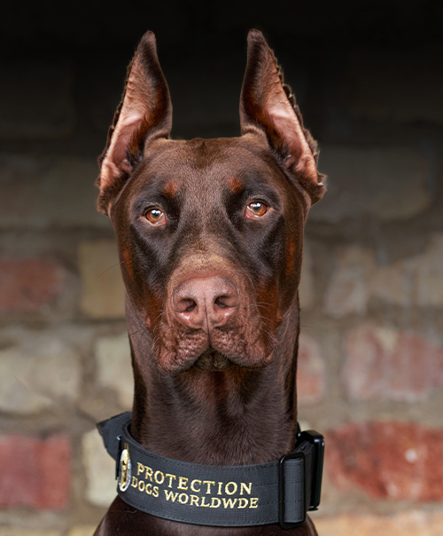 Charli, Protection Dogs Worldwide