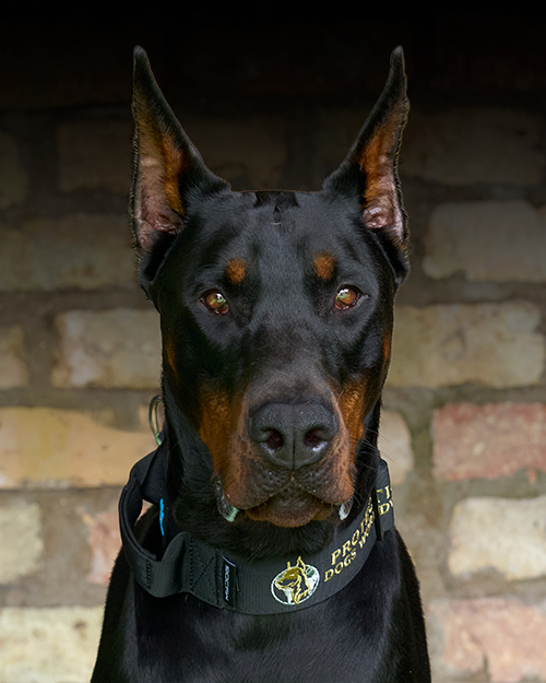 Rosco, a confident and disciplined protection dog