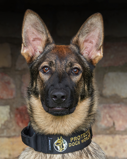Frieda, Protection Dogs Worldwide