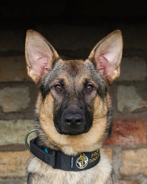 Helga, Protection Dogs Worldwide
