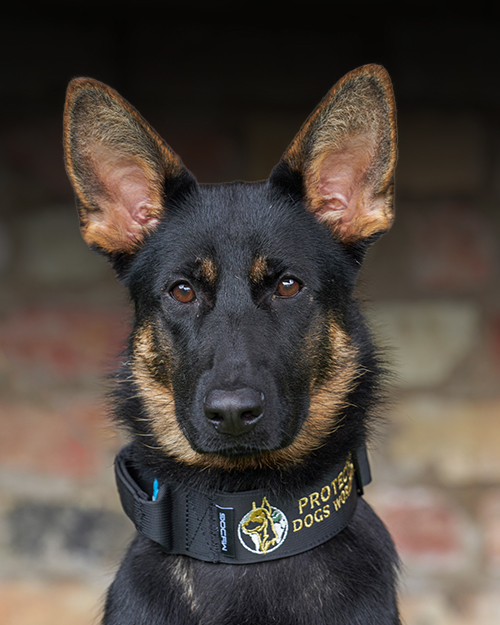 Lagatha, Protection Dogs Worldwide