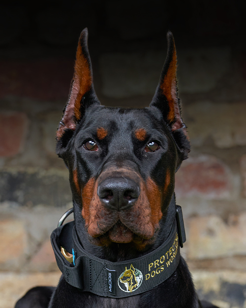 Magnum, Protection Dogs Worldwide