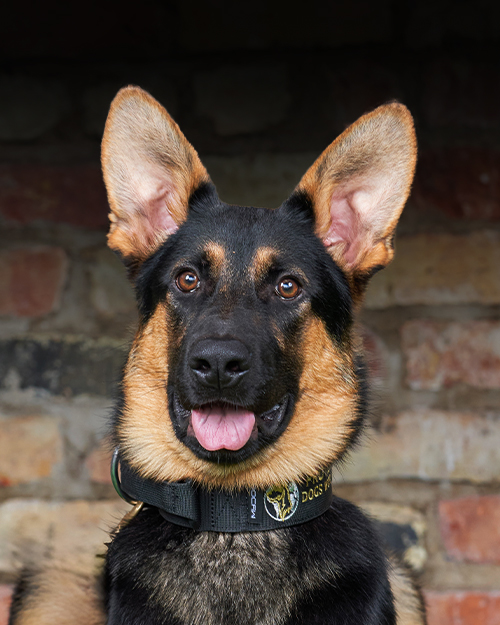 Ragnor, Protection Dogs Worldwide