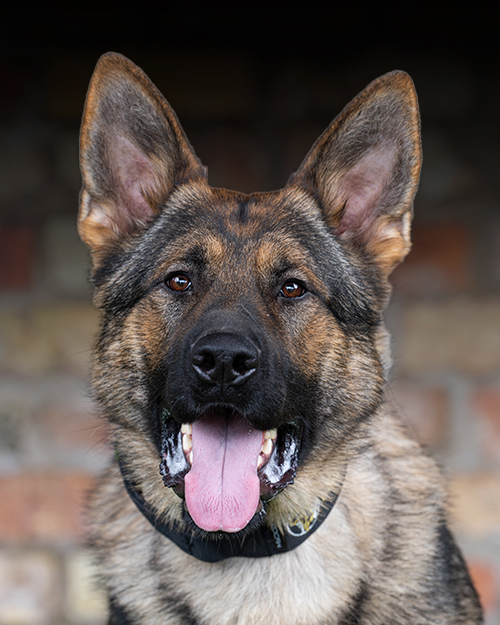 Dex, Protection Dogs Worldwide