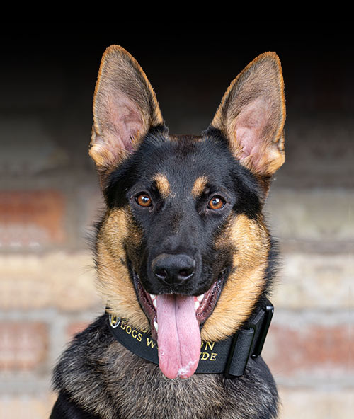 Freya, a protective and trained dog