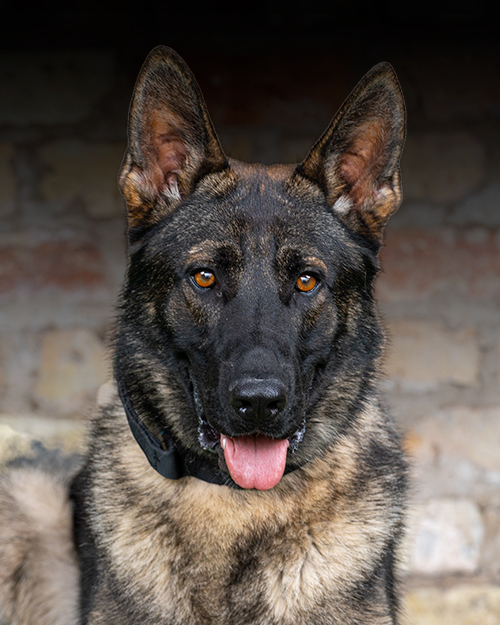 Max - Protection Dogs Worldwide
