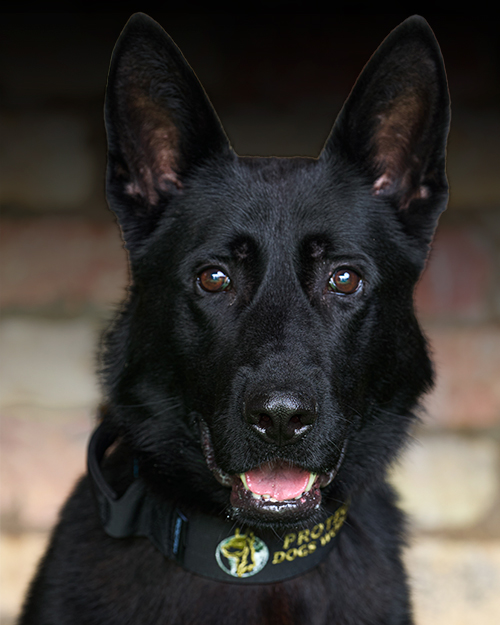 Dogs_Portrait_Gabbo_2