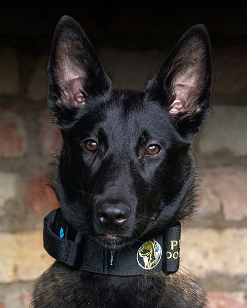 Dogs_Portrait_Zeva