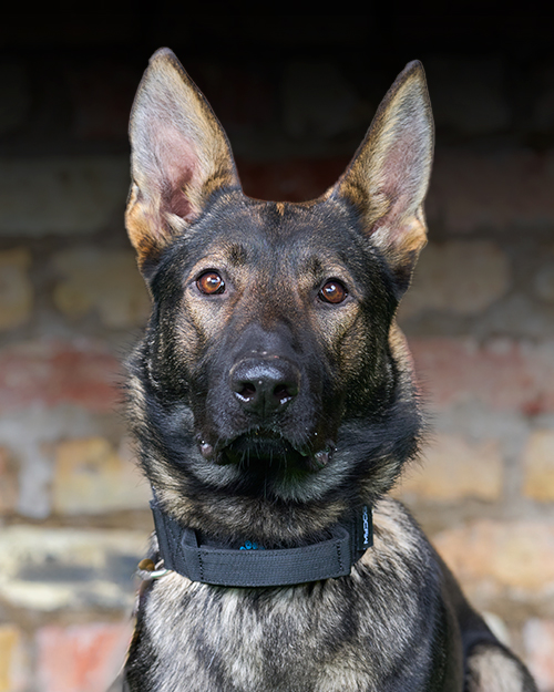 Neo, a trained protection dog,