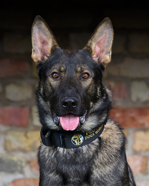 Xeva, a vigilant and dedicated protection dog